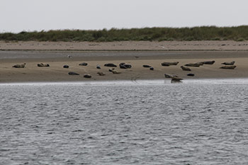 Seehunde am Strand 